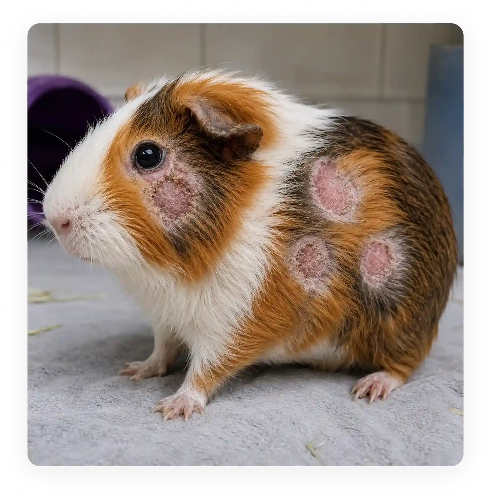 Ringworm (Dermatophytosis)
